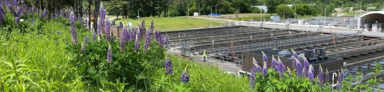 Spring flowers in front of tanks